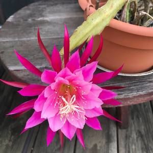 Meet your Posher, Debbie